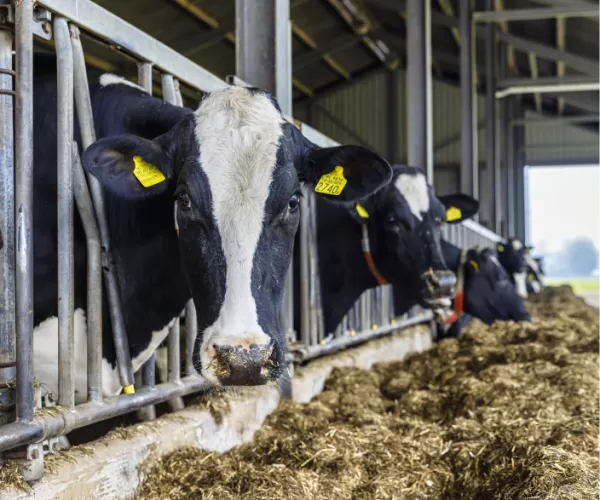 Cows eating