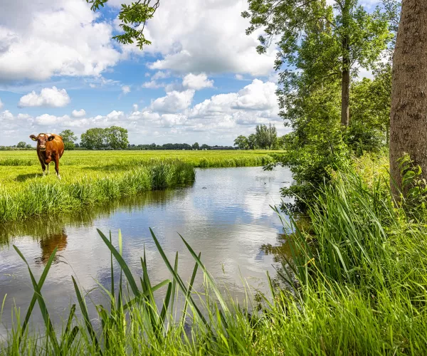 koe in de wei