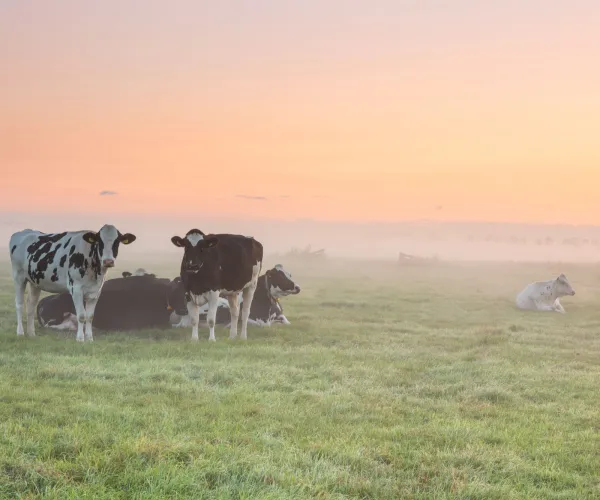 Tomorrow's Dairy beeld2